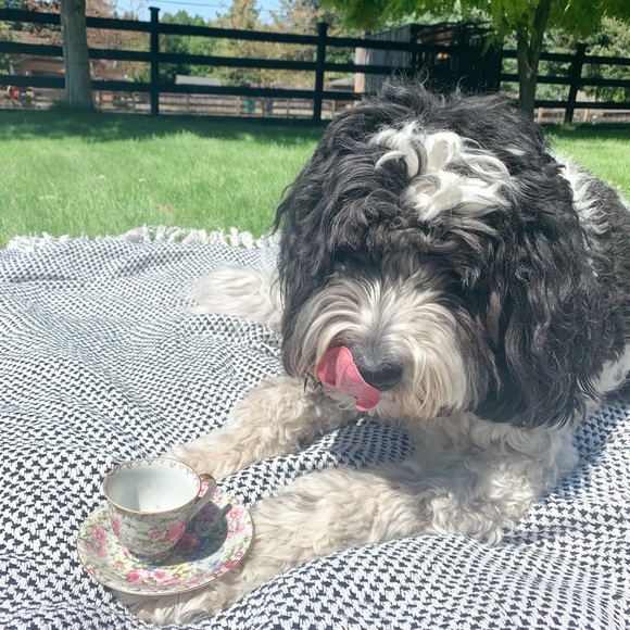 Meet your Posher and POLICIES - Picture 2 of 2